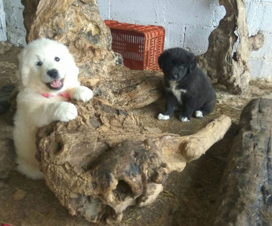 white and black two puppy dogs sitting on the tree trunk and watching at the camera